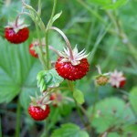 wild strawberries