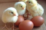 chickens and eggs