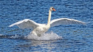 picture of swan landing